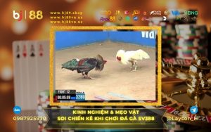 KINH NGHIỆM VÀ MẸO VẶT KHI CHƠI TẠI SẢNH ĐÁ GÀ SV388