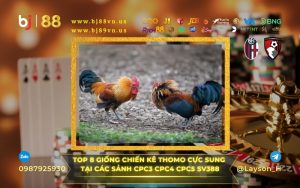 Top 8 Giống Gà Đá Thomo Tại Sảnh CPC3 CPC4 CPC5